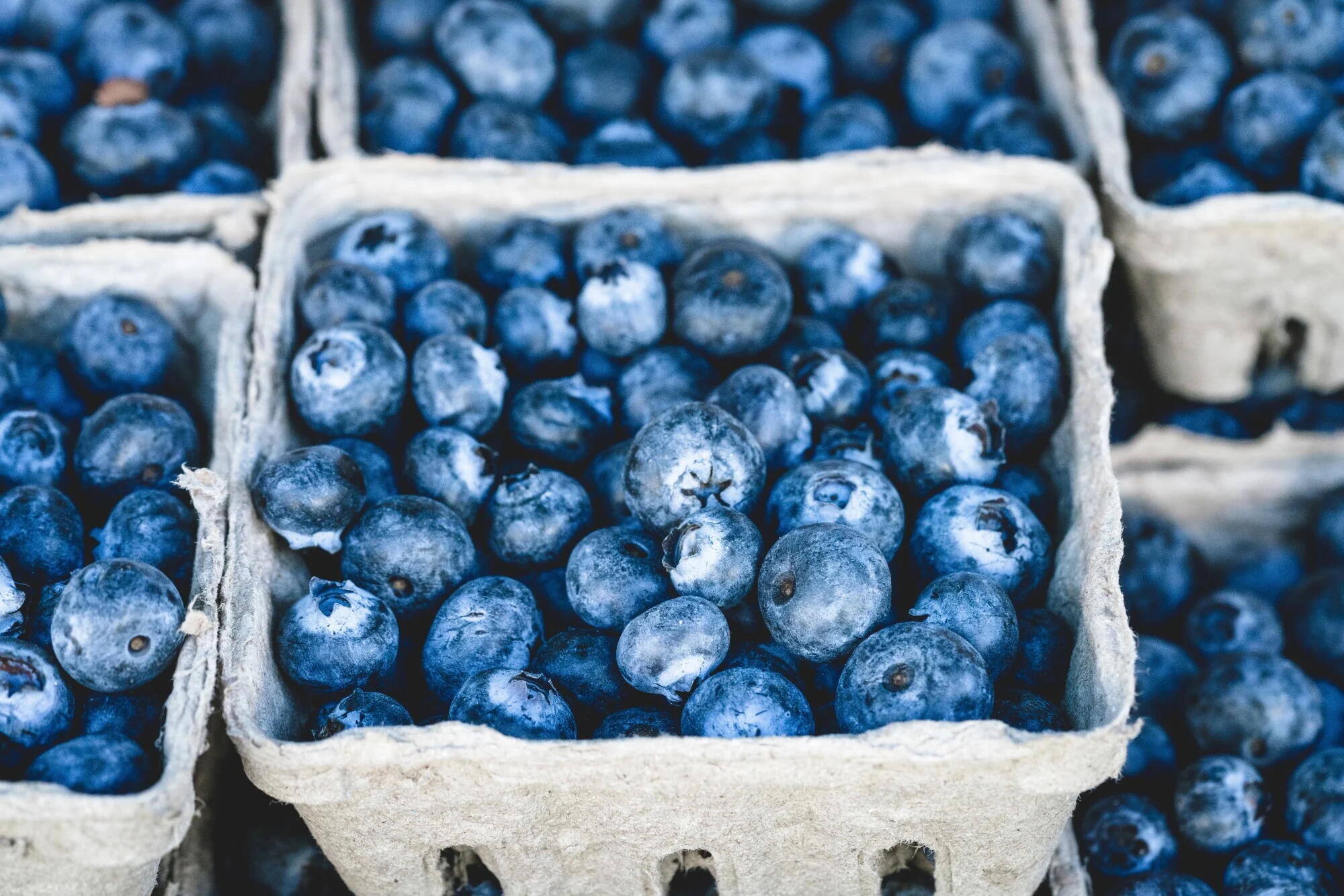 Starkey Blueberry Farm: A Delightful U-Pick Experience